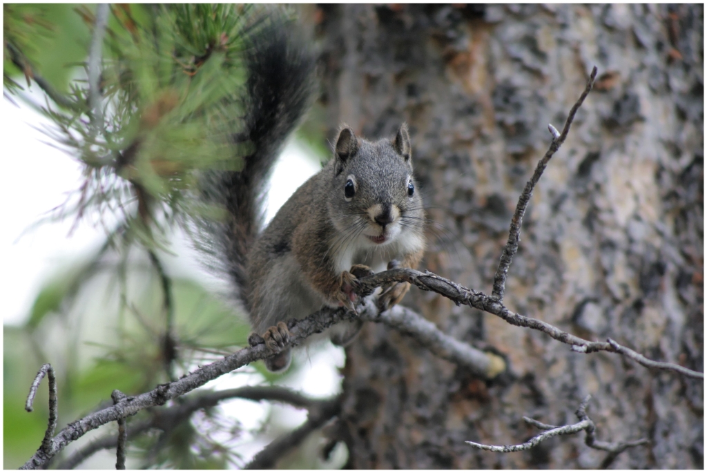 07 - Rocky Mountains NP (27).jpg